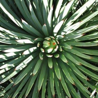 Agave striata - 5 Seed Pack - Image 2