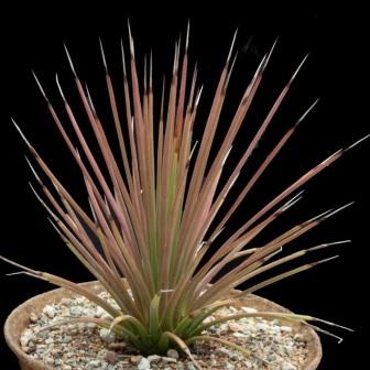 Agave striata - 5 Seed Pack - Image 3