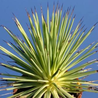 Agave striata - 5 Seed Pack - Image 4