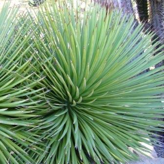 Agave striata - 5 Seed Pack - Image 5