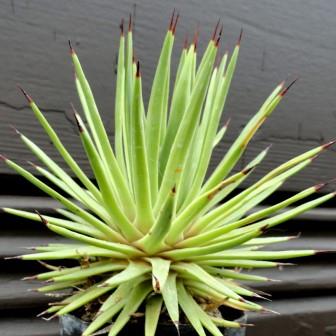 Agave striata - 5 Seed Pack - Image 6