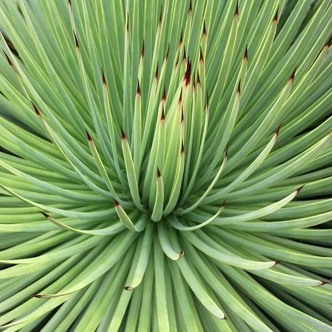 Agave striata - 5 Seed Pack - Image 7