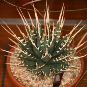 Agave utahensis var. eborispina - Ivory-Spined Agave - 5 Seed Pack