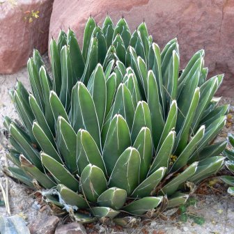 Agave victoriae-reginae - Queen Victoria Agave, Royal Agave - 5 Seed Pack - Image 3