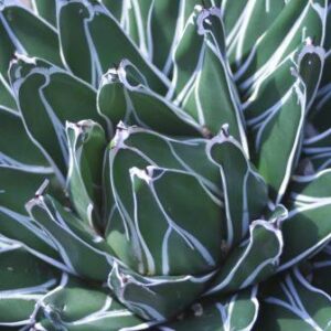 Agave victoriae-reginae - Queen Victoria Agave, Royal Agave - 5 Seed Pack