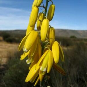 Albuca clanwilliamigloria - 5 Seed Pack