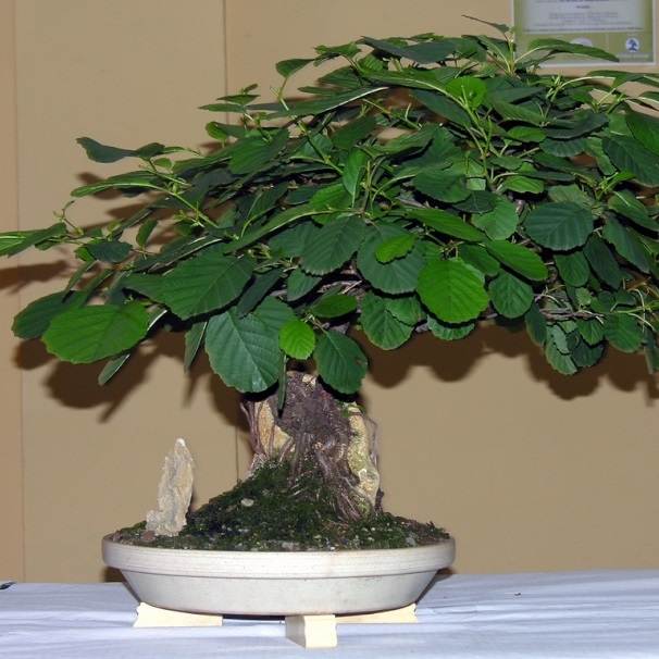 Alnus glutinosa - Black Alder Bonsai & Bonsai eBook - 25+ Seed Pack - Image 3