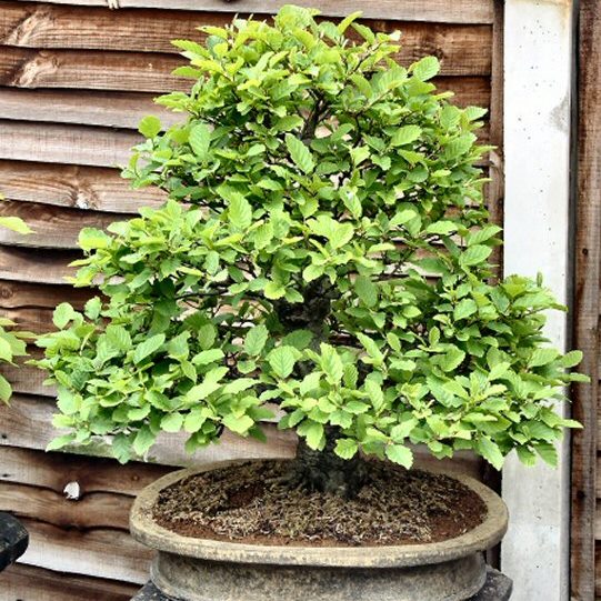 Alnus glutinosa - Black Alder Bonsai & Bonsai eBook - 25+ Seed Pack - Image 8