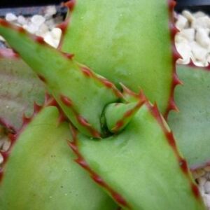 Aloe alooides - Graskop Aloe - 5 Seed Pack