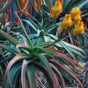 Aloe angelica - Wylliespoort Aloe; Wylliespoortaalwyn; Tshikhopha - 5 Seed Pack