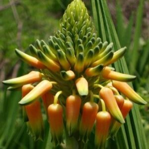 Aloe boylei - Broad-leaved Grass Aloe - 5 Seed Pack