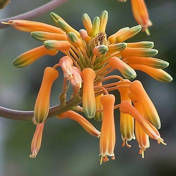 Aloe buhrii - Elias Buhr's Aloe - 5 Seed Pack - Image 3