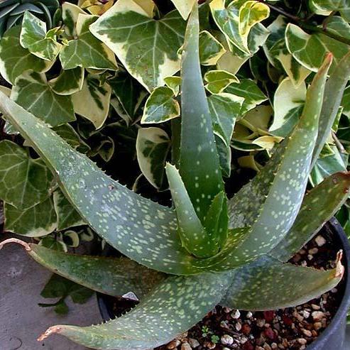 Aloe buhrii - Elias Buhr's Aloe - 5 Seed Pack - Image 11
