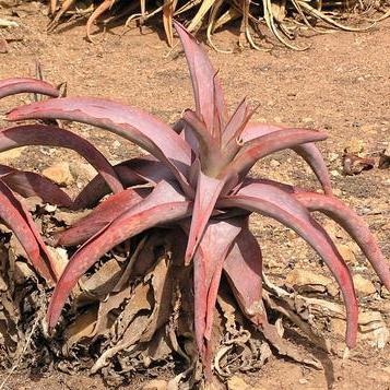 Aloe buhrii - Elias Buhr's Aloe - 5 Seed Pack - Image 8