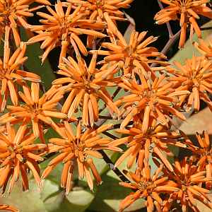 Aloe buhrii - Elias Buhr's Aloe - 5 Seed Pack - Image 7