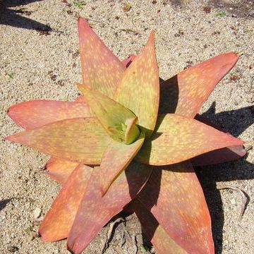 Aloe buhrii - Elias Buhr's Aloe - 5 Seed Pack - Image 4