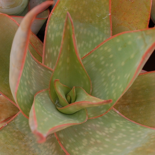 Aloe buhrii - Elias Buhr's Aloe - 5 Seed Pack - Image 2