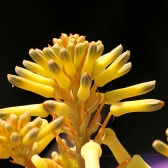 Aloe buhrii - Elias Buhr's Aloe - 5 Seed Pack - Image 6