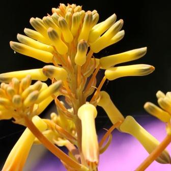 Aloe buhrii - Elias Buhr's Aloe - 5 Seed Pack