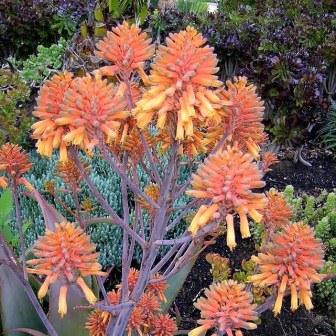 Aloe buhrii - Elias Buhr's Aloe - 5 Seed Pack - Image 9