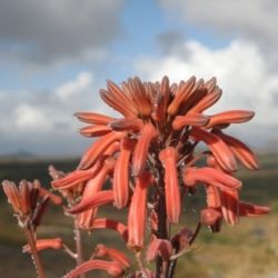Aloe carnea - 5 Seed Pack
