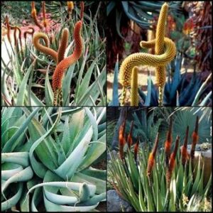 Aloe castanea x Aloe globuligemma - Cat`s Tail Aloe x  Beady Aloe; Knoppiesaalwyn – Natural Hybrid Aloe - 5 Seed Pack