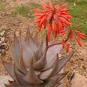 Aloe comptonii - 5 Seeds