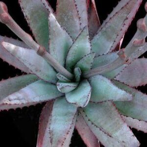 Aloe conifera - 5 Seed Pack