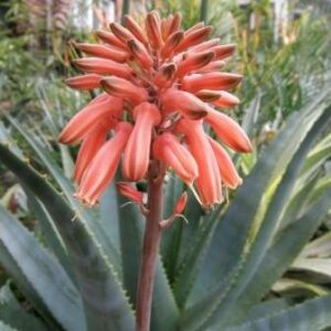 Aloe duckeri - 5 Seed Pack