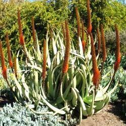 Aloe elegans - 5 Seed Pack