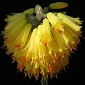 Aloe ericetorum - 5 Seed Pack