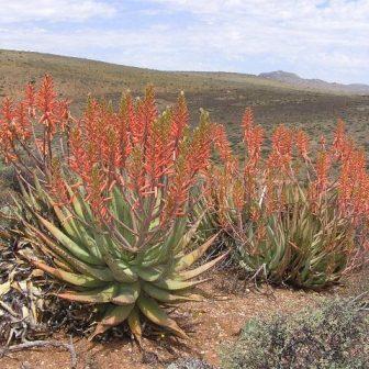 Aloe falcata - Vanrhynsdorp Aloe - 5 Seed Pack - Image 8