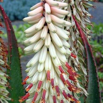 Aloe ferox White Flower - White Bitter Aloe - 5 Seed Pack - Image 3