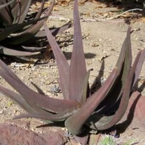 Aloe fleurentiniorum - Yemeni Brown Aloe - 5 Seed Pack