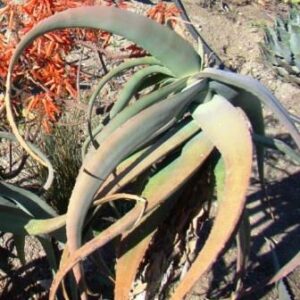 Aloe flexilifolia - 5 Seed Pack