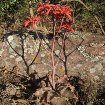 Aloe hahnii - 5 Seed Pack - Image 2