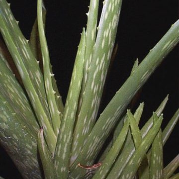 Aloe hahnii - 5 Seed Pack - Image 3