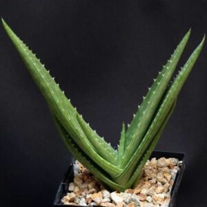 Aloe hahnii - 5 Seed Pack