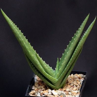Aloe hahnii - 5 Seed Pack