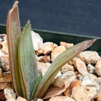 Aloe hahnii - 5 Seed Pack - Image 4