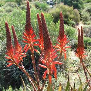 Aloe khamiesensis - Namaqua Aloe - 5 Seed Pack - Image 3