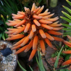 Aloe khamiesensis - Namaqua Aloe - 5 Seed Pack