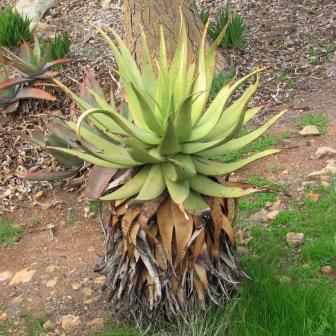 Aloe khamiesensis - Namaqua Aloe - 5 Seed Pack - Image 4