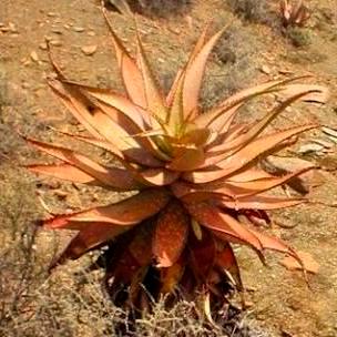 Aloe khamiesensis - Namaqua Aloe - 5 Seed Pack - Image 6