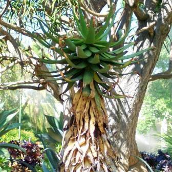 Aloe khamiesensis - Namaqua Aloe - 5 Seed Pack - Image 9