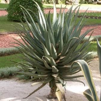 Aloe khamiesensis - Namaqua Aloe - 5 Seed Pack - Image 8