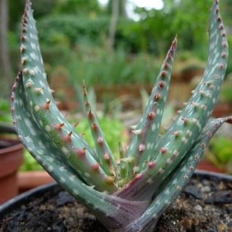 Aloe khamiesensis - Namaqua Aloe - 5 Seed Pack - Image 7