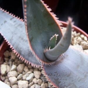 Aloe laeta - 5 Seed Pack