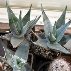 Aloe laeta - 5 Seed Pack - Image 5