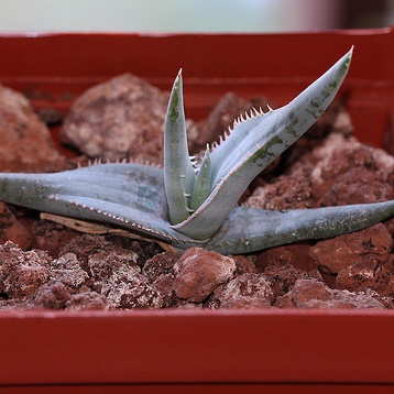 Aloe laeta - 5 Seed Pack - Image 9